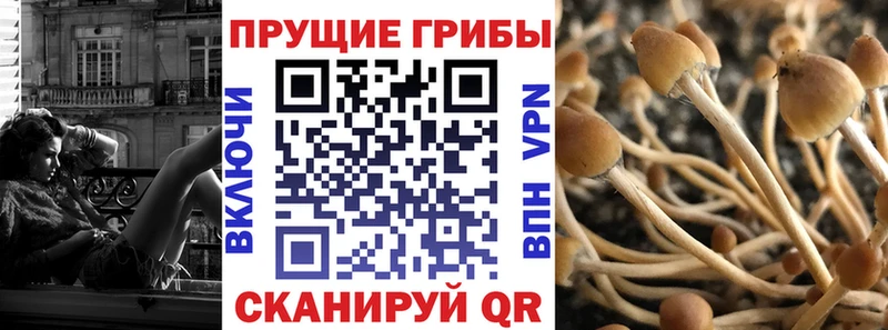 Псилоцибиновые грибы прущие грибы  Лодейное Поле 